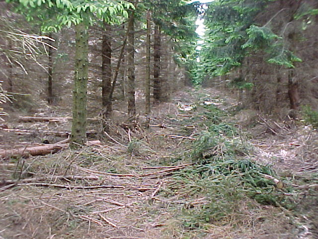 The Forest Today